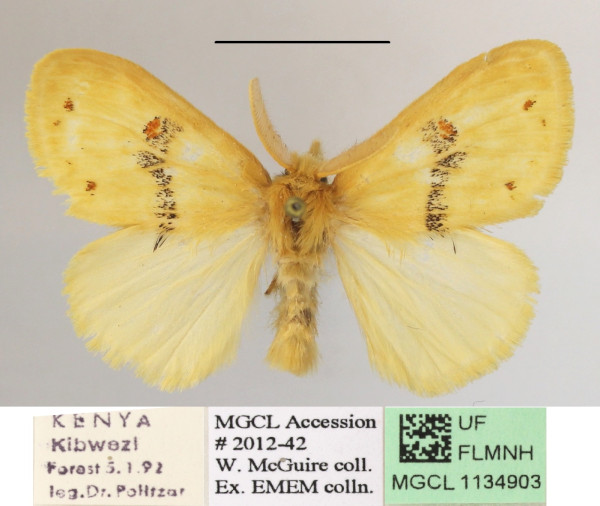 /filer/webapps/moths/media/images/I/iridescens_Euproctis_AM_MGCLa_01.JPG