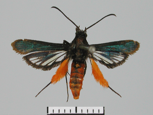 /filer/webapps/moths/media/images/I/iridescens_Grypopalpia_AM_TMSA.jpg