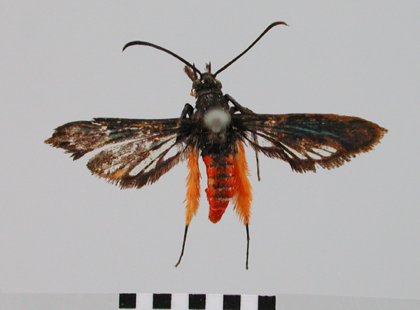 /filer/webapps/moths/media/images/I/iridescens_Grypopalpia_HT_BMNH.jpg