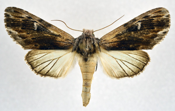 /filer/webapps/moths/media/images/I/iridescens_Iridoplitis_AF_NHMO.jpg