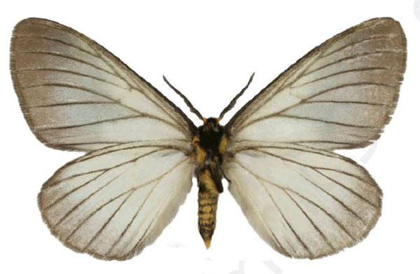 /filer/webapps/moths/media/images/I/iridescens_Phiala_HT_Bouyerb.jpg