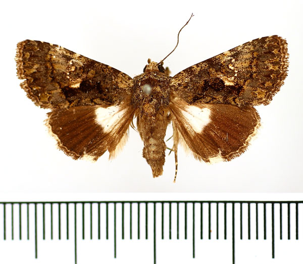 /filer/webapps/moths/media/images/I/iridocosma_Aedia_AM_BMNH.jpg