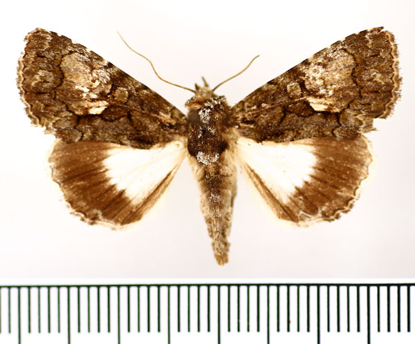 /filer/webapps/moths/media/images/I/iridocosma_Aedia_AM_BMNH_02.jpg