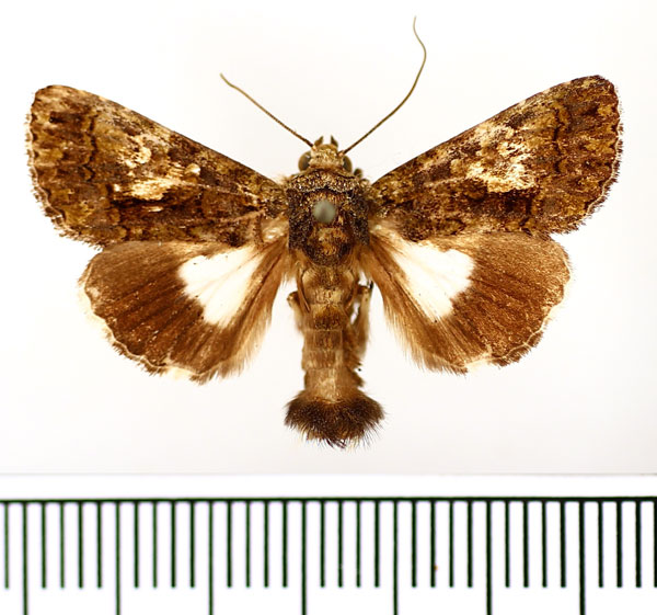 /filer/webapps/moths/media/images/I/iridocosma_Aedia_AM_BMNH_03.jpg