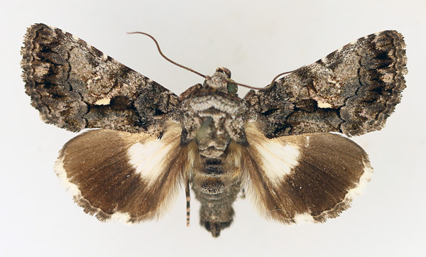 /filer/webapps/moths/media/images/I/iridocosma_Aedia_AM_TMSA_01.jpg