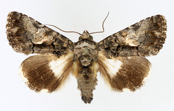 /filer/webapps/moths/media/images/I/iridocosma_Aedia_AM_TMSA_02.jpg