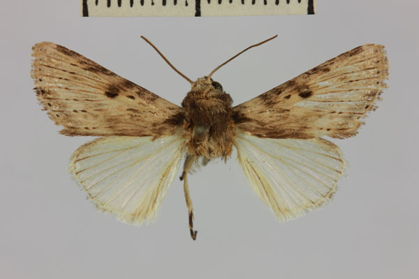 /filer/webapps/moths/media/images/I/iridoplitis_Volazaha_AM_MNHNa.jpg