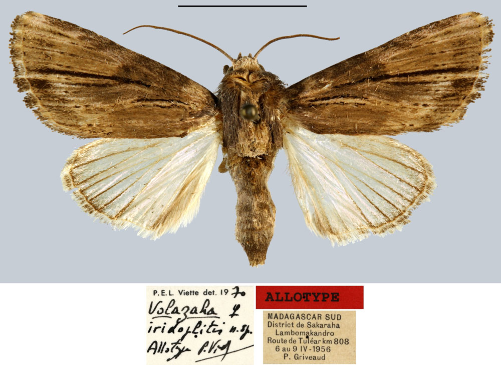 /filer/webapps/moths/media/images/I/iridoplitis_Volazaha_AT_MNHN.jpg
