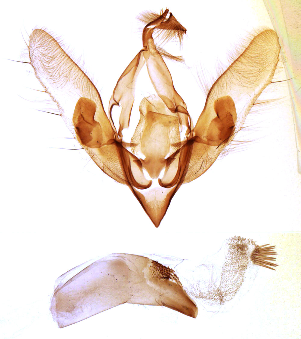 /filer/webapps/moths/media/images/I/iridoplitis_Volazaha_GM_MNHN_4860.jpg
