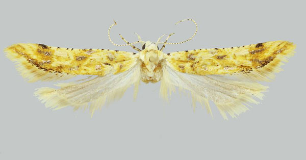 /filer/webapps/moths/media/images/I/irinae_Falcipenna_PTF_NHMUK.jpg
