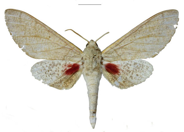 /filer/webapps/moths/media/images/I/iringaensis_Neoclanis_HT_EMEMa.jpg