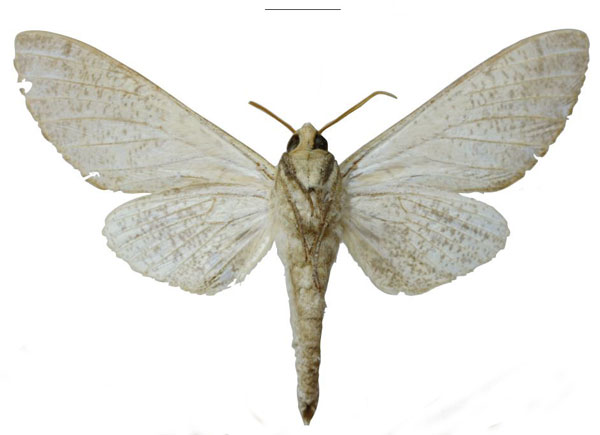 /filer/webapps/moths/media/images/I/iringaensis_Neoclanis_HT_EMEMb.jpg