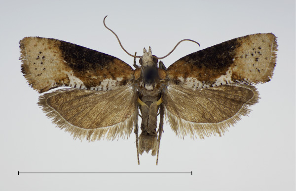 /filer/webapps/moths/media/images/I/iringana_Multiquaestia_PT_KSund_01.jpg