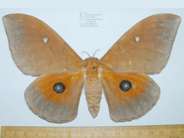 /filer/webapps/moths/media/images/I/irius_Pseudobunaea_AF_Mateke.jpg