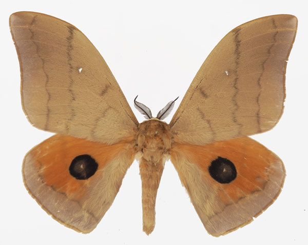 /filer/webapps/moths/media/images/I/irius_Pseudobunaea_AM_Basquina.jpg