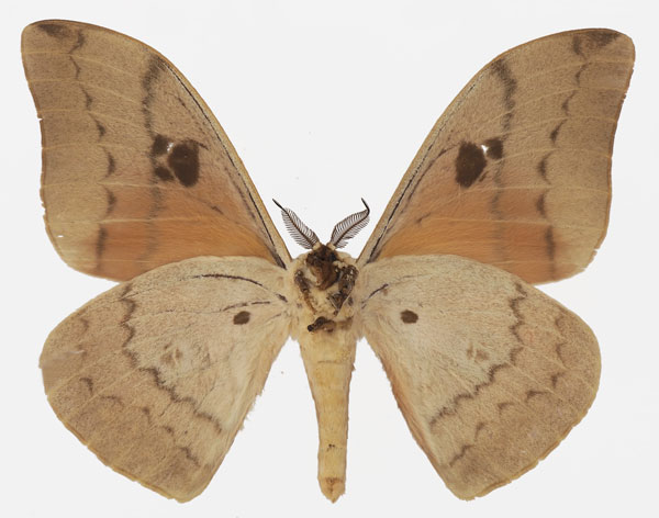 /filer/webapps/moths/media/images/I/irius_Pseudobunaea_AM_Basquinb.jpg