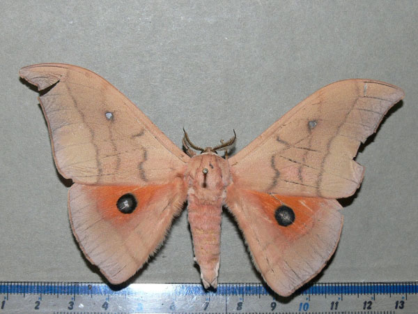 /filer/webapps/moths/media/images/I/irius_Pseudobunaea_A_Goff.jpg