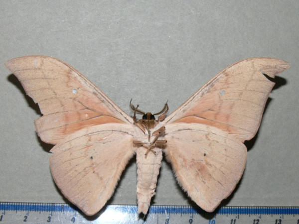 /filer/webapps/moths/media/images/I/irius_Pseudobunaea_A_Goffb_01.jpg