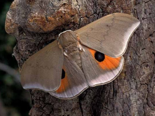 /filer/webapps/moths/media/images/I/irius_Pseudobunaea_A_Wolfe.jpg