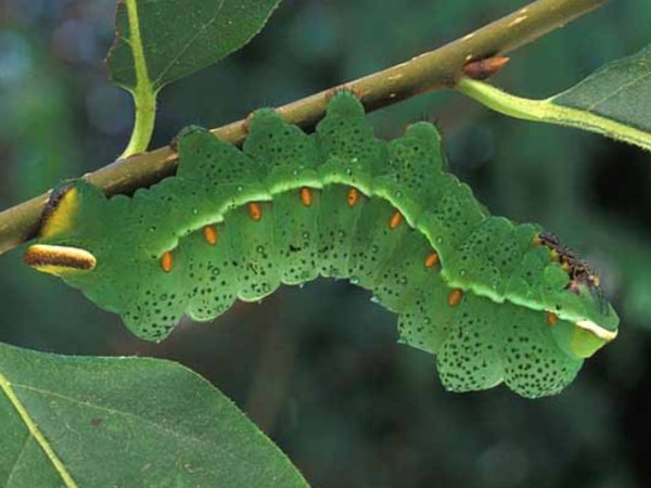 /filer/webapps/moths/media/images/I/irius_Pseudobunaea_C_Wolfe.jpg