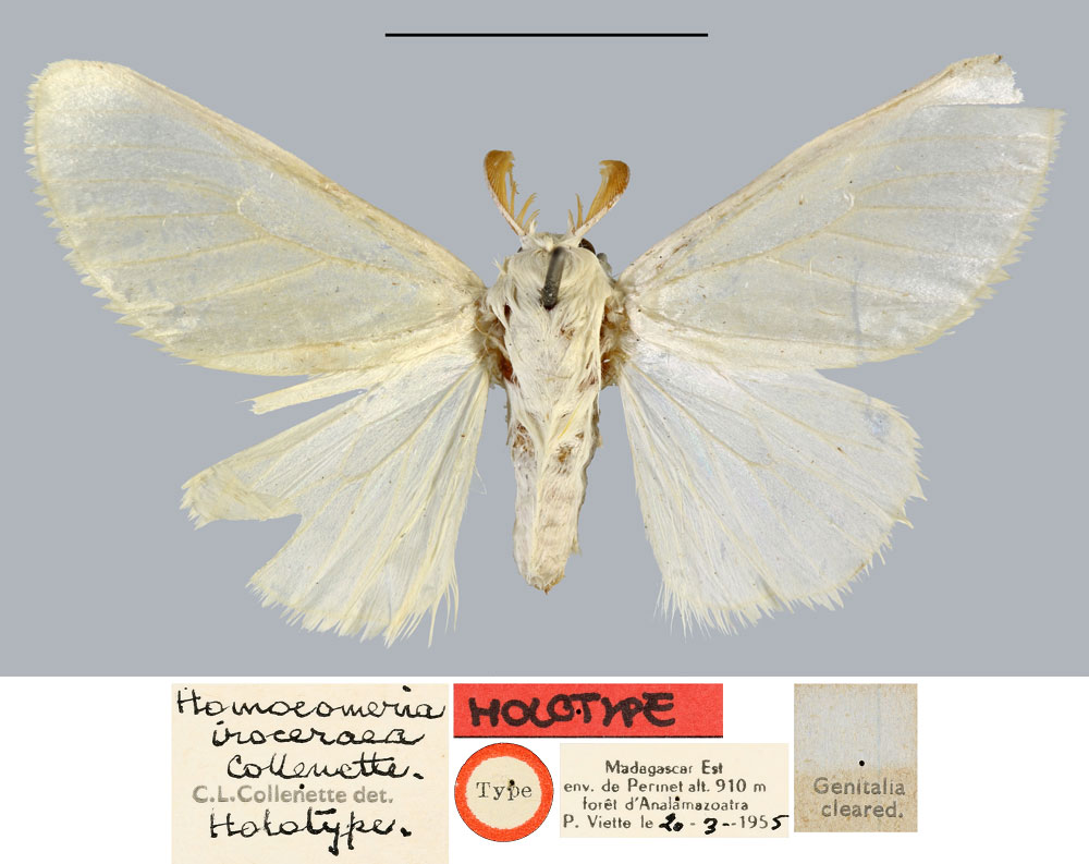 /filer/webapps/moths/media/images/I/iroceraea_Homoeomeria_HT_MNHN.jpg