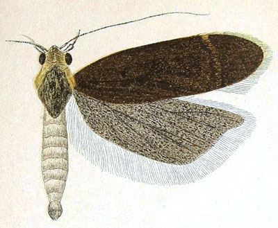 /filer/webapps/moths/media/images/I/ironica_Trichotaphe_HT_Meyrick_6-1.jpg