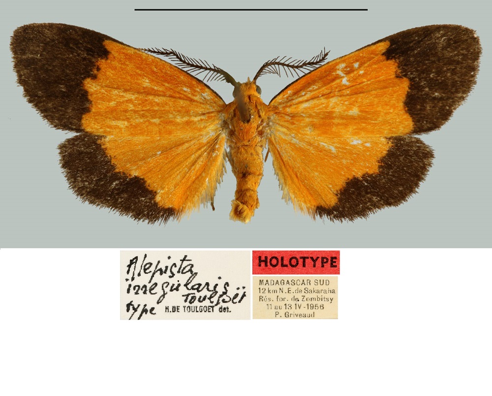 /filer/webapps/moths/media/images/I/irregularis_Alepista_HT_MNHN.jpg