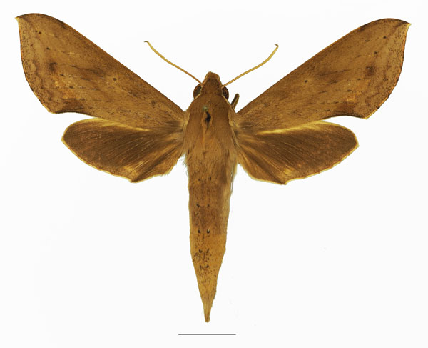 /filer/webapps/moths/media/images/I/irregularis_Hippotion_AF_Basquin_01a.jpg