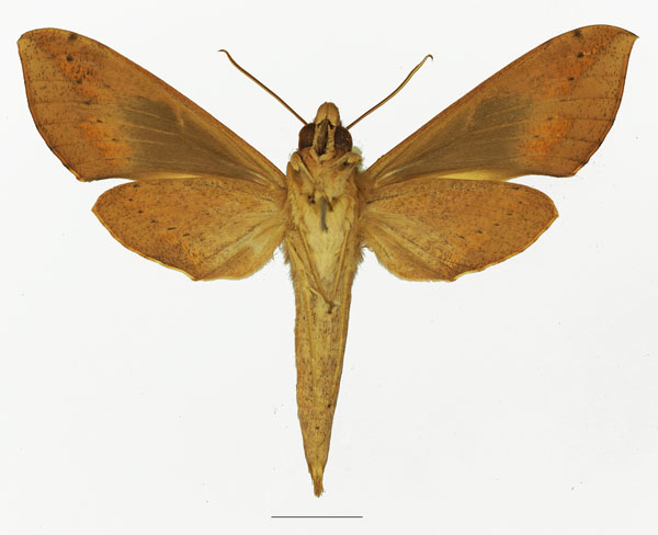 /filer/webapps/moths/media/images/I/irregularis_Hippotion_AF_Basquin_02b.jpg