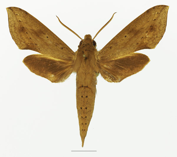 /filer/webapps/moths/media/images/I/irregularis_Hippotion_AM_Basquin_02a.jpg