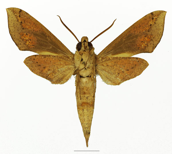 /filer/webapps/moths/media/images/I/irregularis_Hippotion_AM_Basquin_02b.jpg