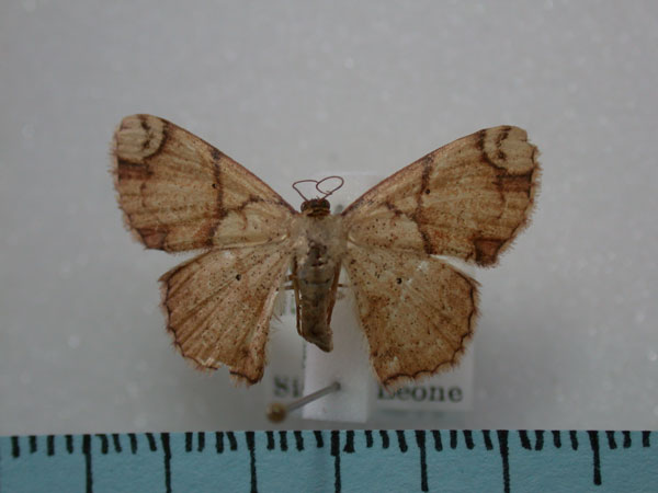 /filer/webapps/moths/media/images/I/irregularis_Somatina_A_Revell.jpg