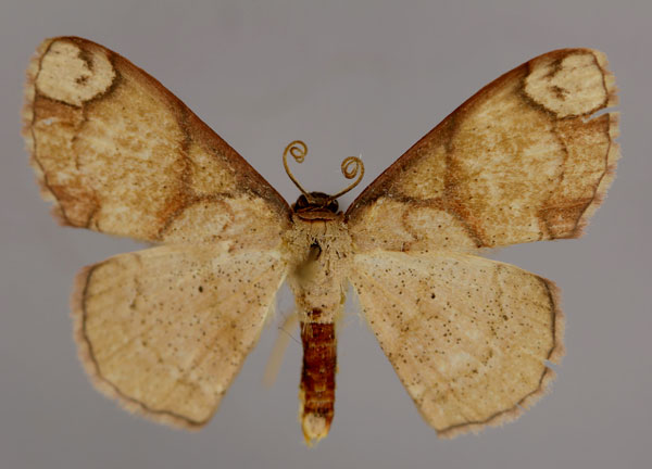 /filer/webapps/moths/media/images/I/irregularis_Somatina_A_ZSM_01.jpg
