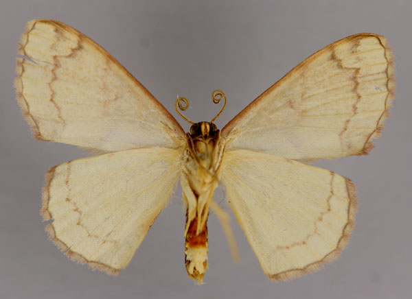 /filer/webapps/moths/media/images/I/irregularis_Somatina_A_ZSM_02.jpg