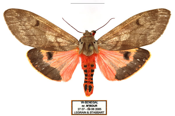 /filer/webapps/moths/media/images/I/irregularis_Teracotona_AF_Legrain.jpg