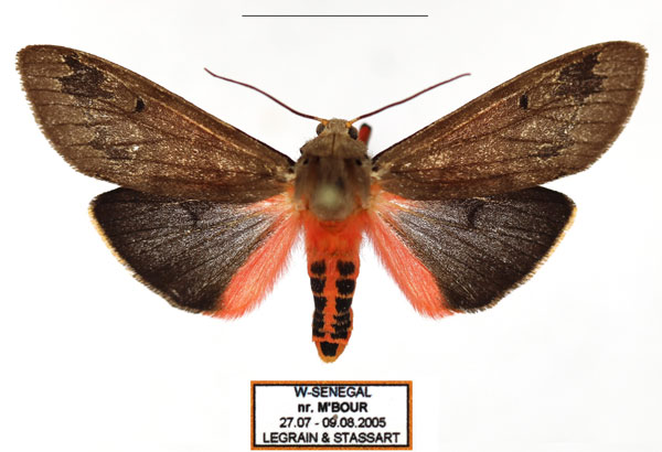 /filer/webapps/moths/media/images/I/irregularis_Teracotona_AM_Legrain_01.jpg