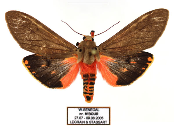 /filer/webapps/moths/media/images/I/irregularis_Teracotona_AM_Legrain_02.jpg