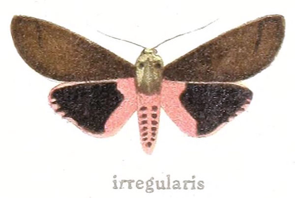 /filer/webapps/moths/media/images/I/irregularis_Terracotona_HT_Gaede_16h.jpg