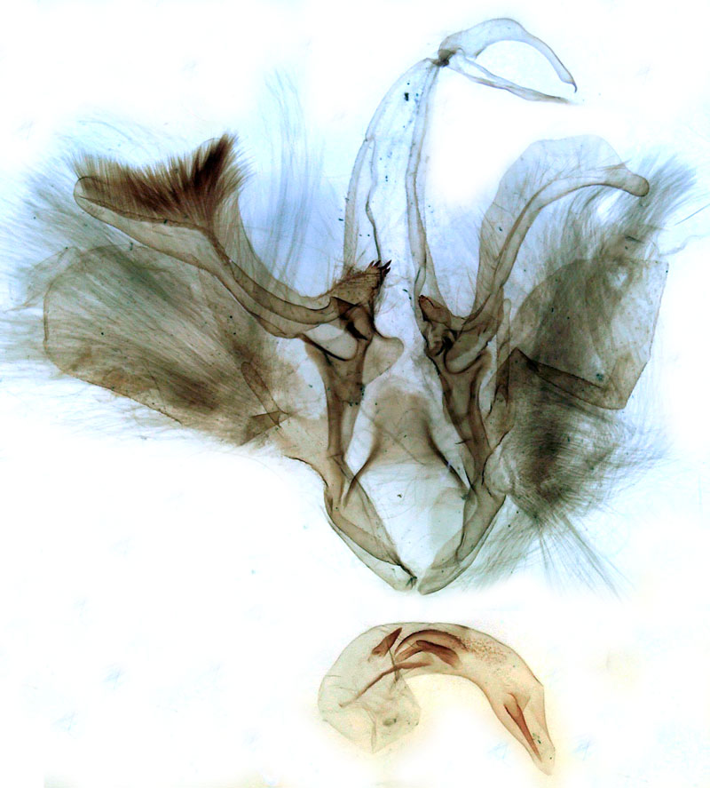 /filer/webapps/moths/media/images/I/irregulata_Dysgonia_GM_Berio-1019.jpg