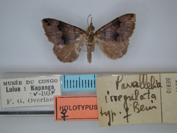 /filer/webapps/moths/media/images/I/irregulata_Dysgonia_HT_RMCA.jpg