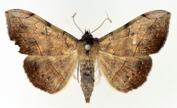 /filer/webapps/moths/media/images/I/irrorata_Anticarsia_AF_TMSA_01.jpg