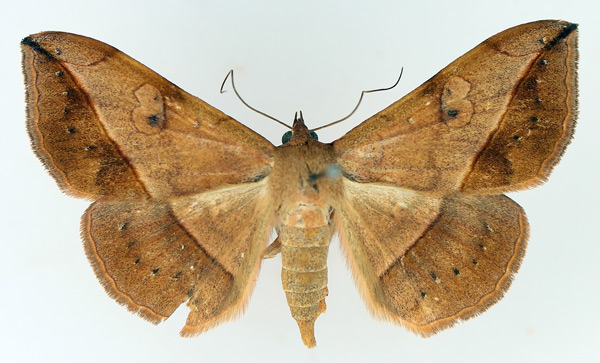 /filer/webapps/moths/media/images/I/irrorata_Anticarsia_AF_TMSA_02.jpg