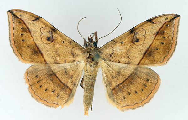 /filer/webapps/moths/media/images/I/irrorata_Anticarsia_AM_TMSA_01.jpg