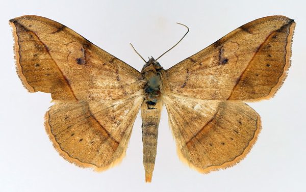 /filer/webapps/moths/media/images/I/irrorata_Anticarsia_AM_TMSA_02.jpg