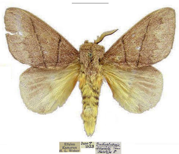 /filer/webapps/moths/media/images/I/irrorata_Gastroplakaeis_HT_CMNH.jpg