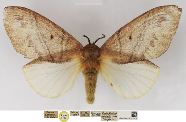 /filer/webapps/moths/media/images/I/irrorata_Gastroplakaeis_PTF_NHMUK_u3Kr3eV.jpg