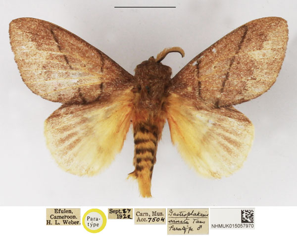 /filer/webapps/moths/media/images/I/irrorata_Gastroplakaeis_PTM_NHMUK.jpg
