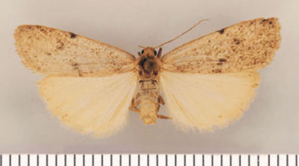 /filer/webapps/moths/media/images/I/irrorata_Pasteosia_AF_TMSA.jpg