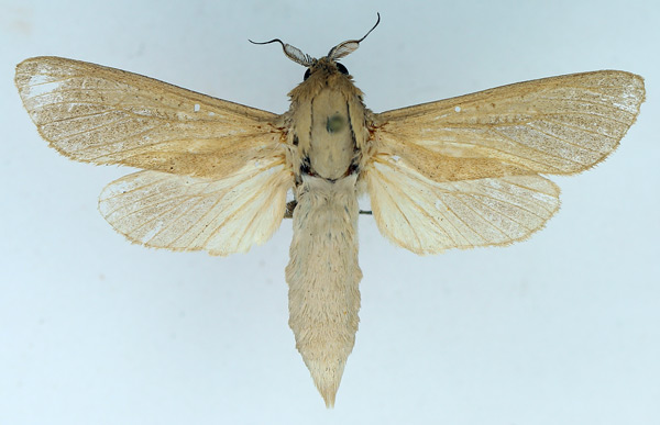 /filer/webapps/moths/media/images/I/irrorata_Phragmataecia_AF_TMSA.jpg