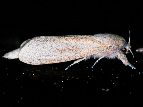 /filer/webapps/moths/media/images/I/irrorata_Phragmataecia_A_Roland_01.jpg
